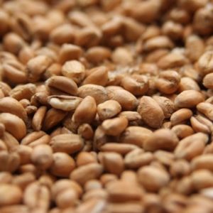 Torrified Wheat